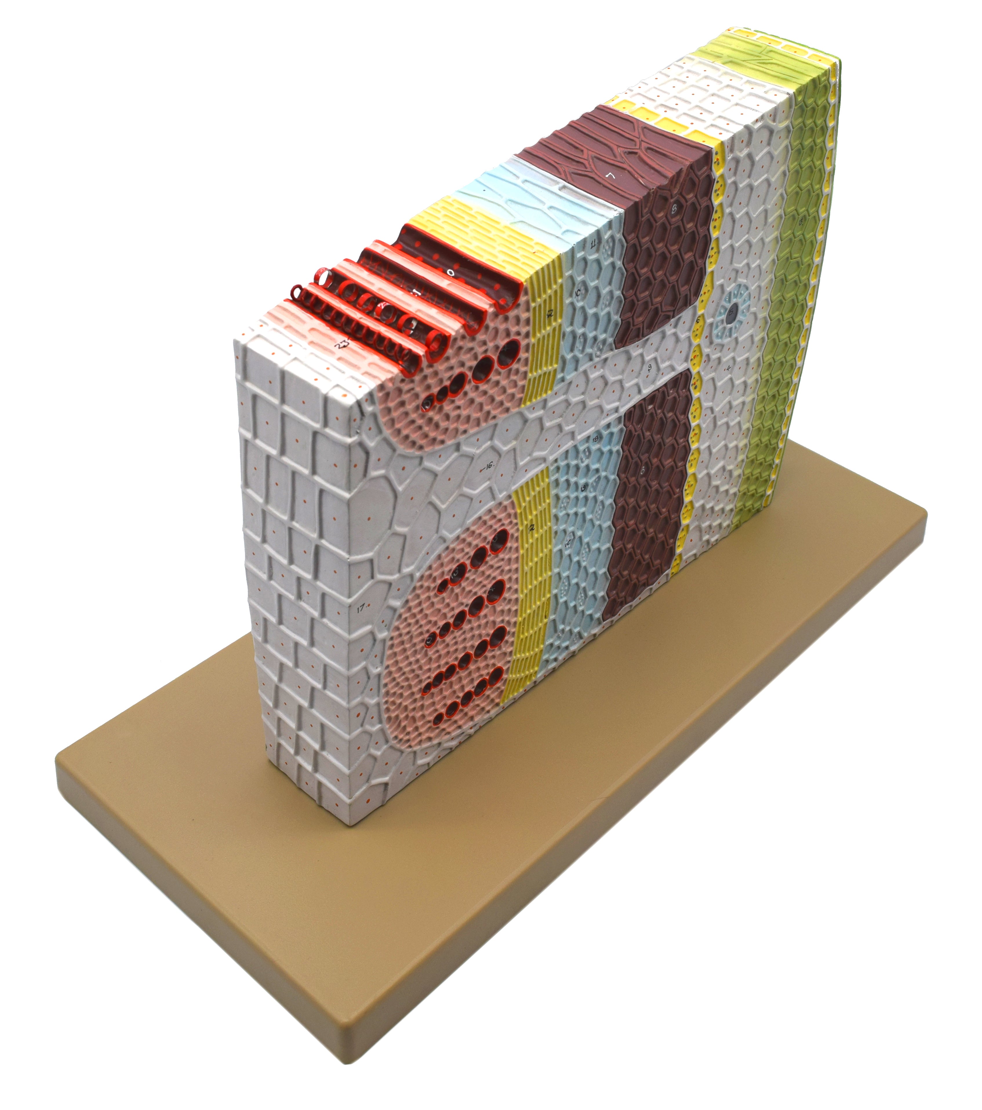 3D Dicot Stem Model with Transverse and Longitudinal Sections, 11 x 18 x 8"