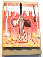 Human Skin Cross-Section Model with Hair, 300X Life Size