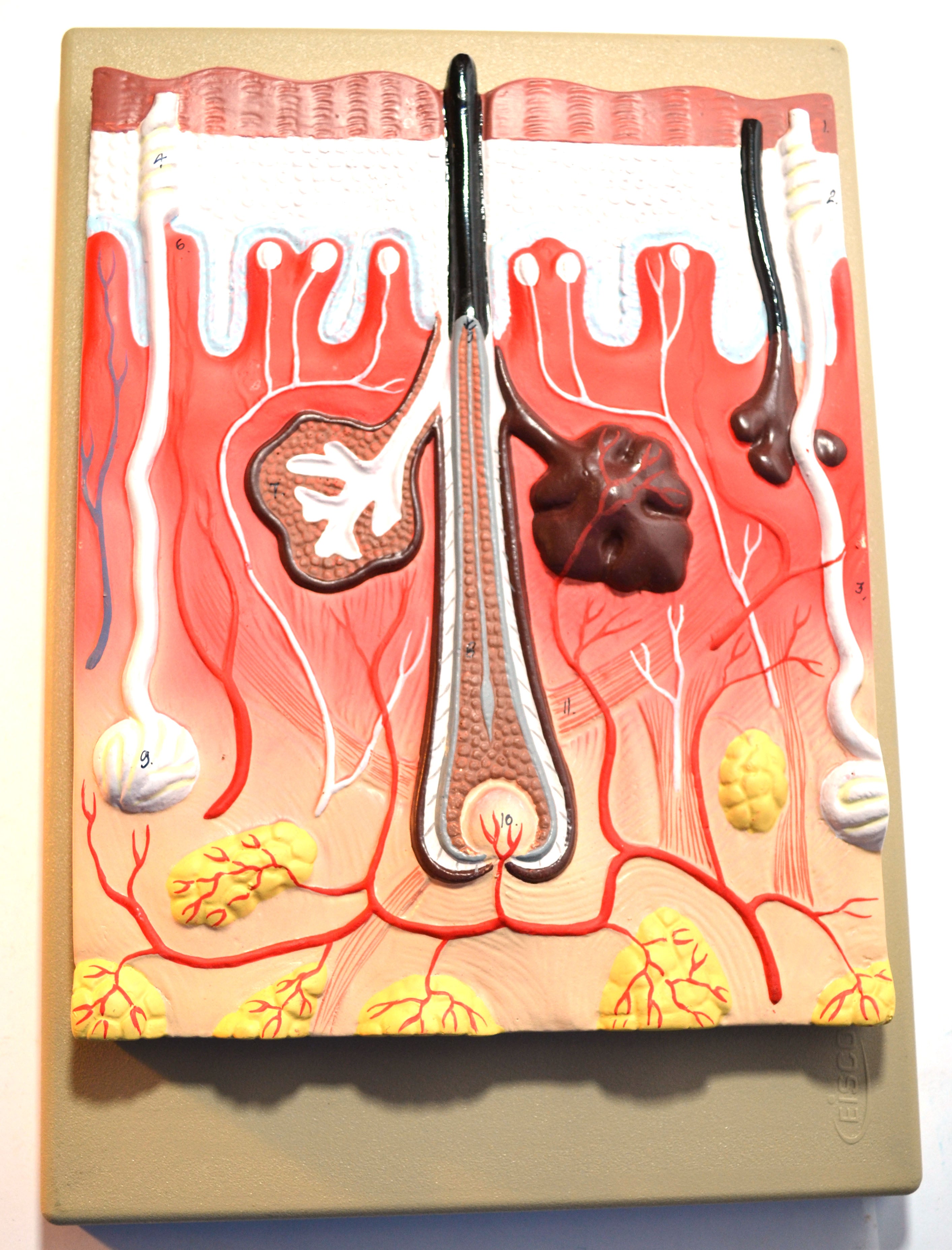 Human Skin Cross-Section Model with Hair, 300X Life Size