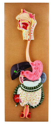 Human Digestive System Model, Life Size, 2-Part