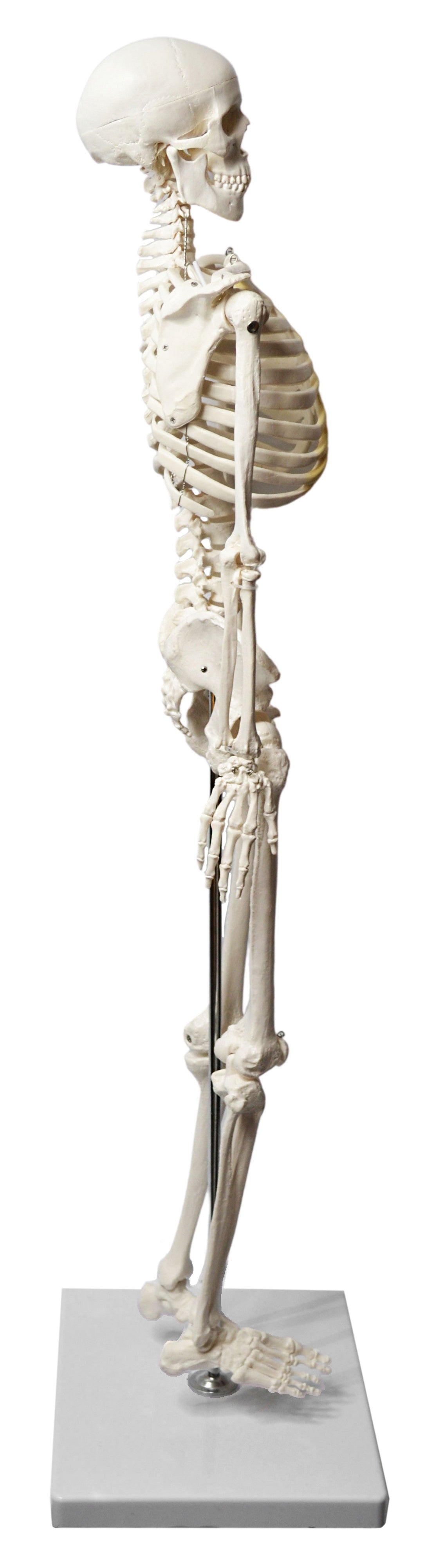 Half-Size Human Skeleton Model with Articulated Mandible, Rod-Mounted