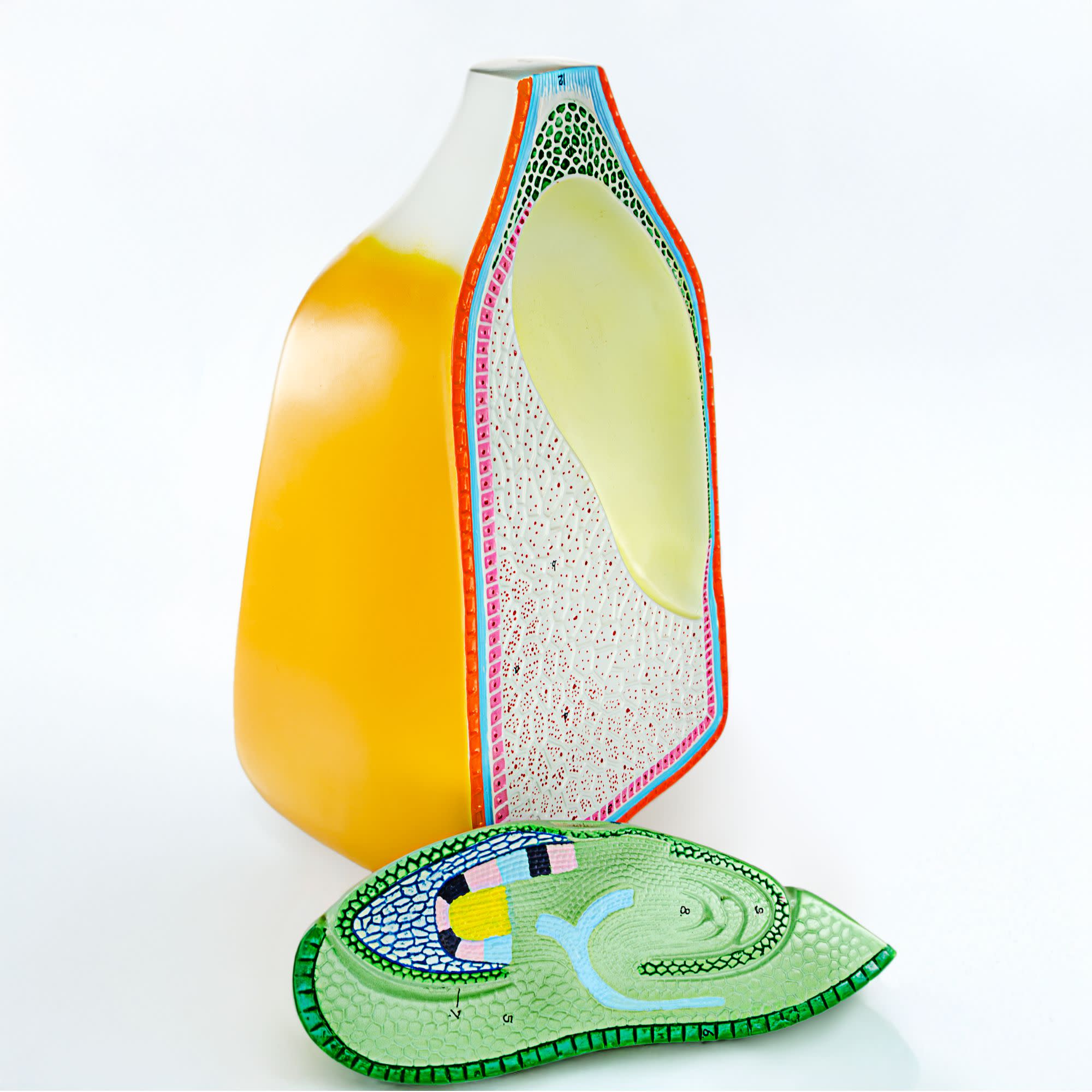 2-Part Corn Seed Model for Plant Anatomy