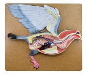 Hand-Painted Pigeon Dissection Anatomical Model on Base, 18 inch