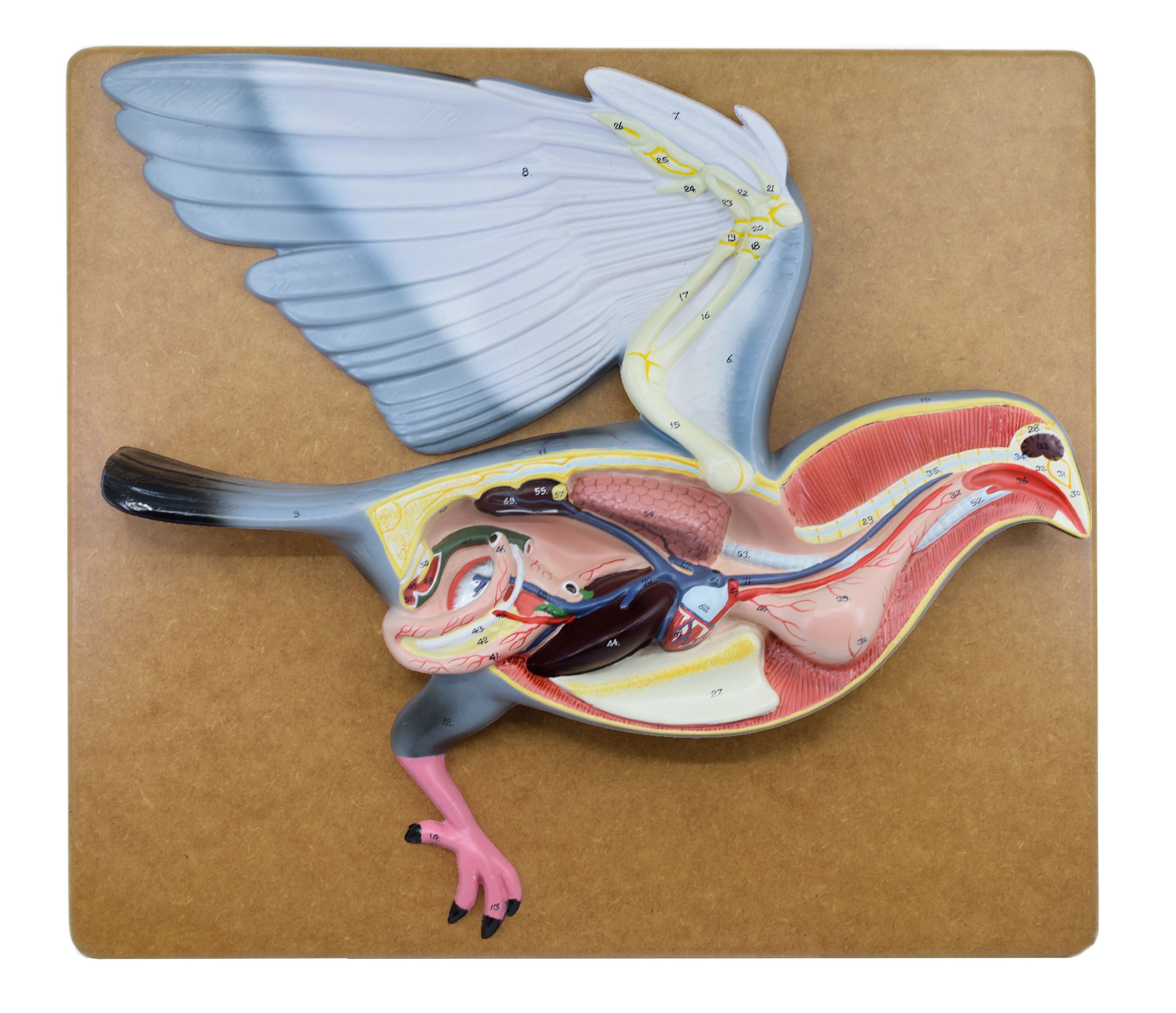 Hand-Painted Pigeon Dissection Anatomical Model on Base, 18 inch