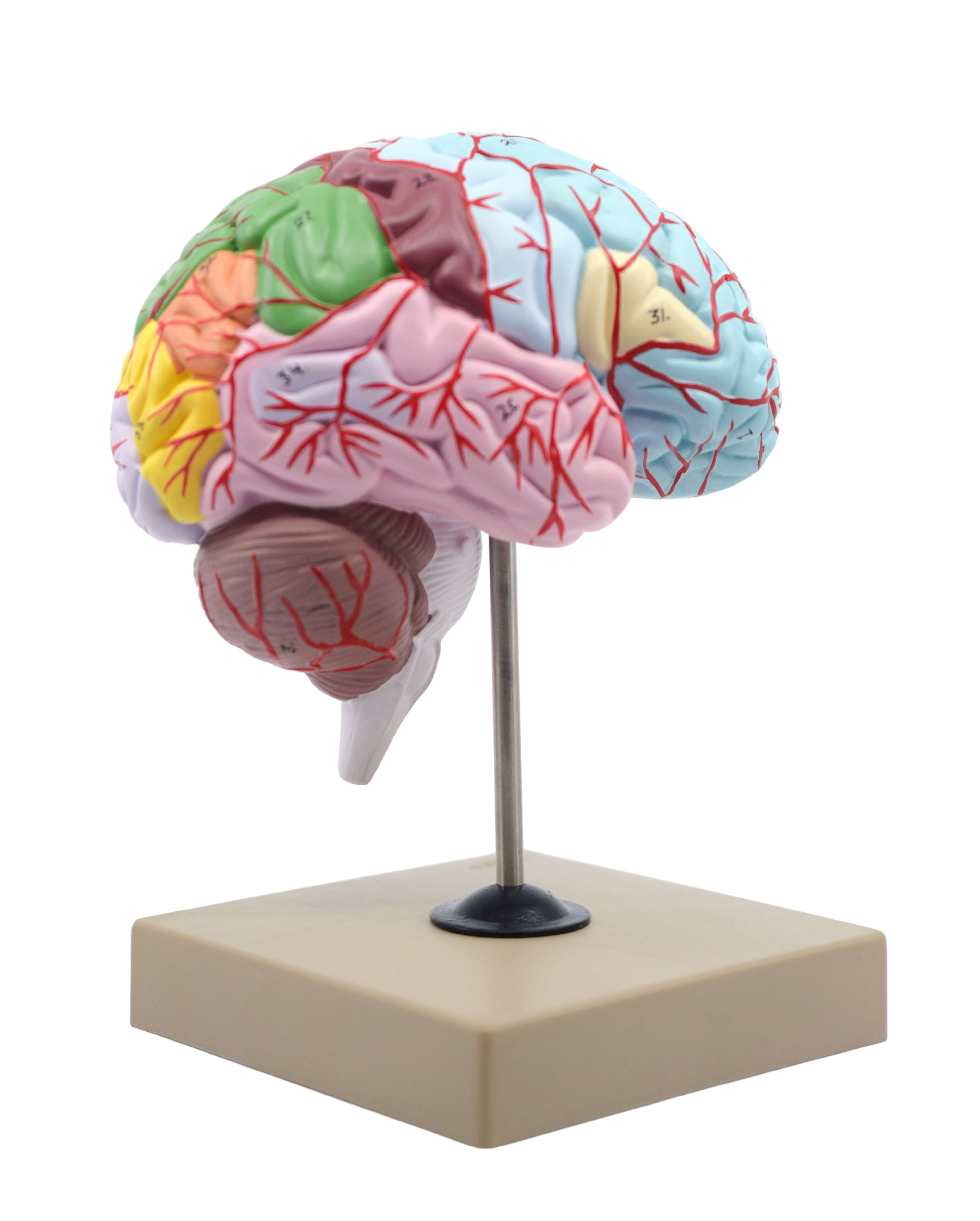 Life-Size Half Brain Cross-Section Model, Color-Coded with Mount