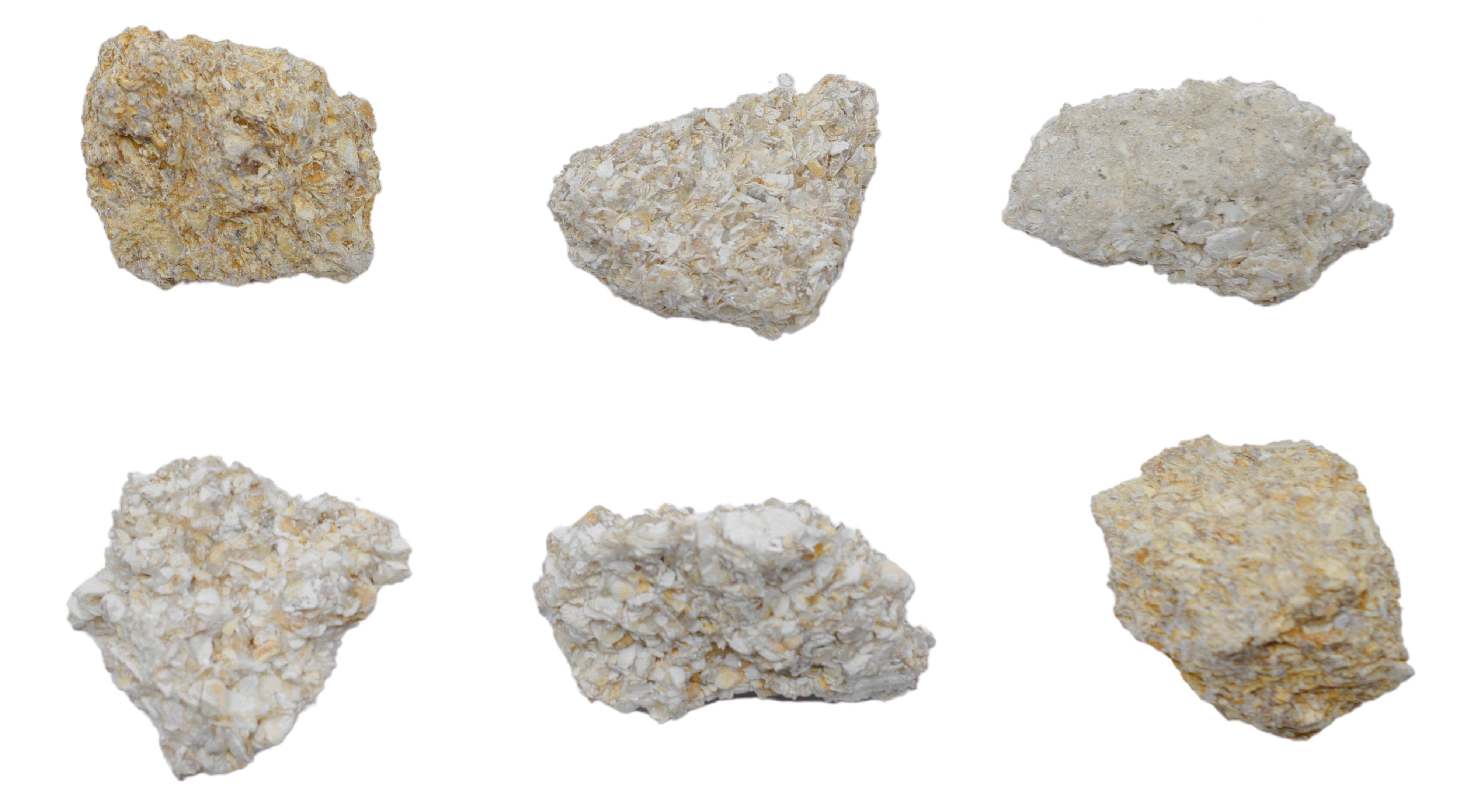 Coquina Specimen