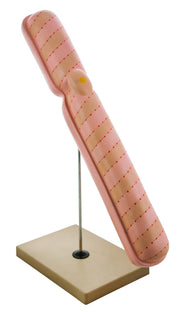 22" Mounted Chromosome Model, Extra Large