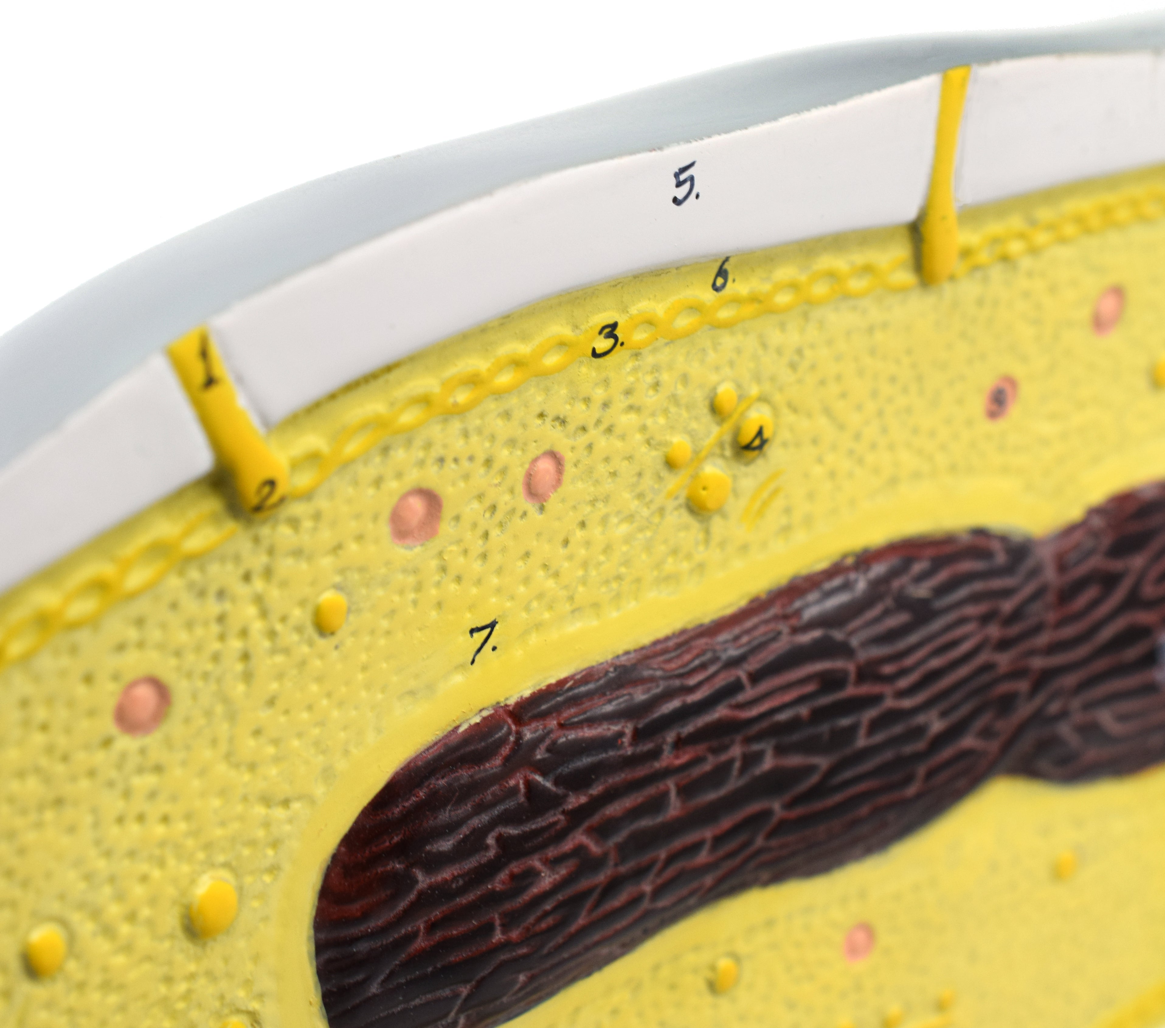 Bacteria Cell Structure Anatomical Model with 10 Labeled Structures on Stand