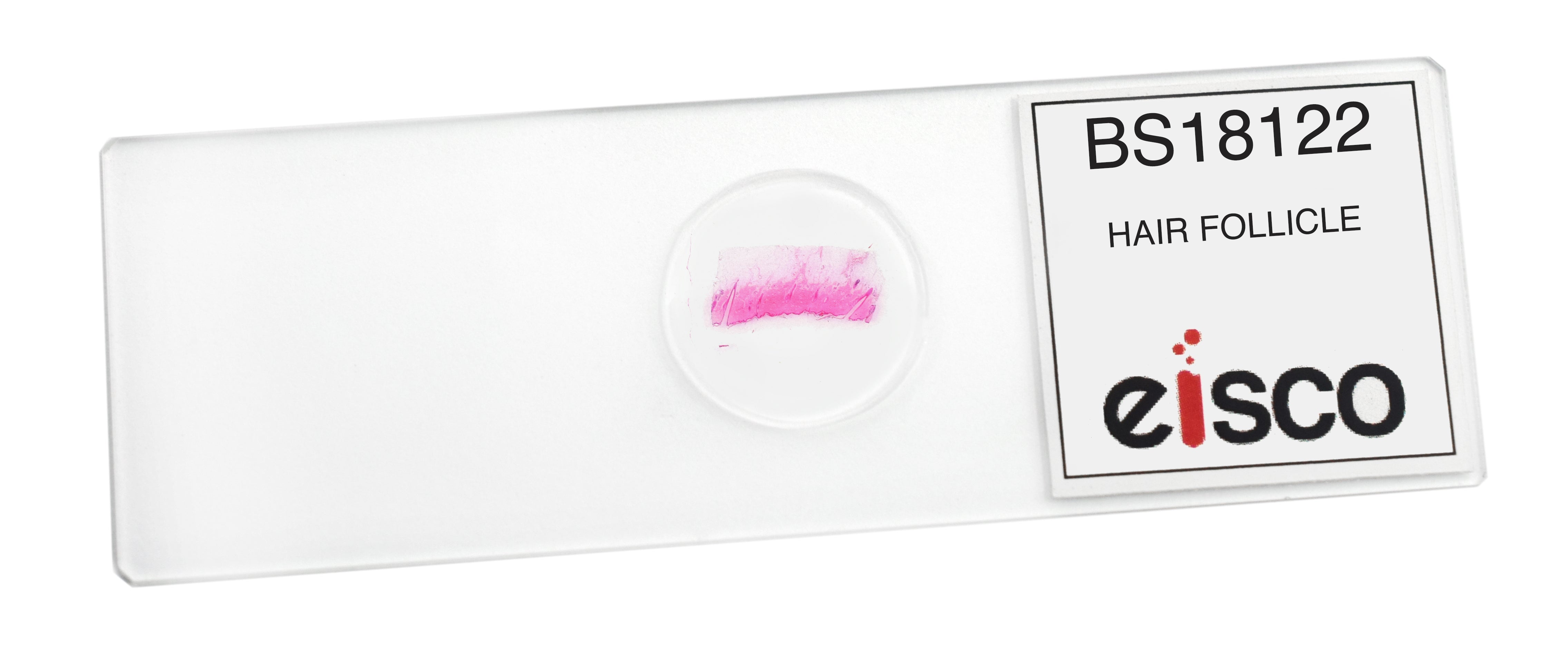 Hair Follicle Prepared Microscope Slide