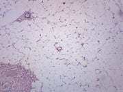Adipose Tissue Section (Human) Prepared Microscope Slide
