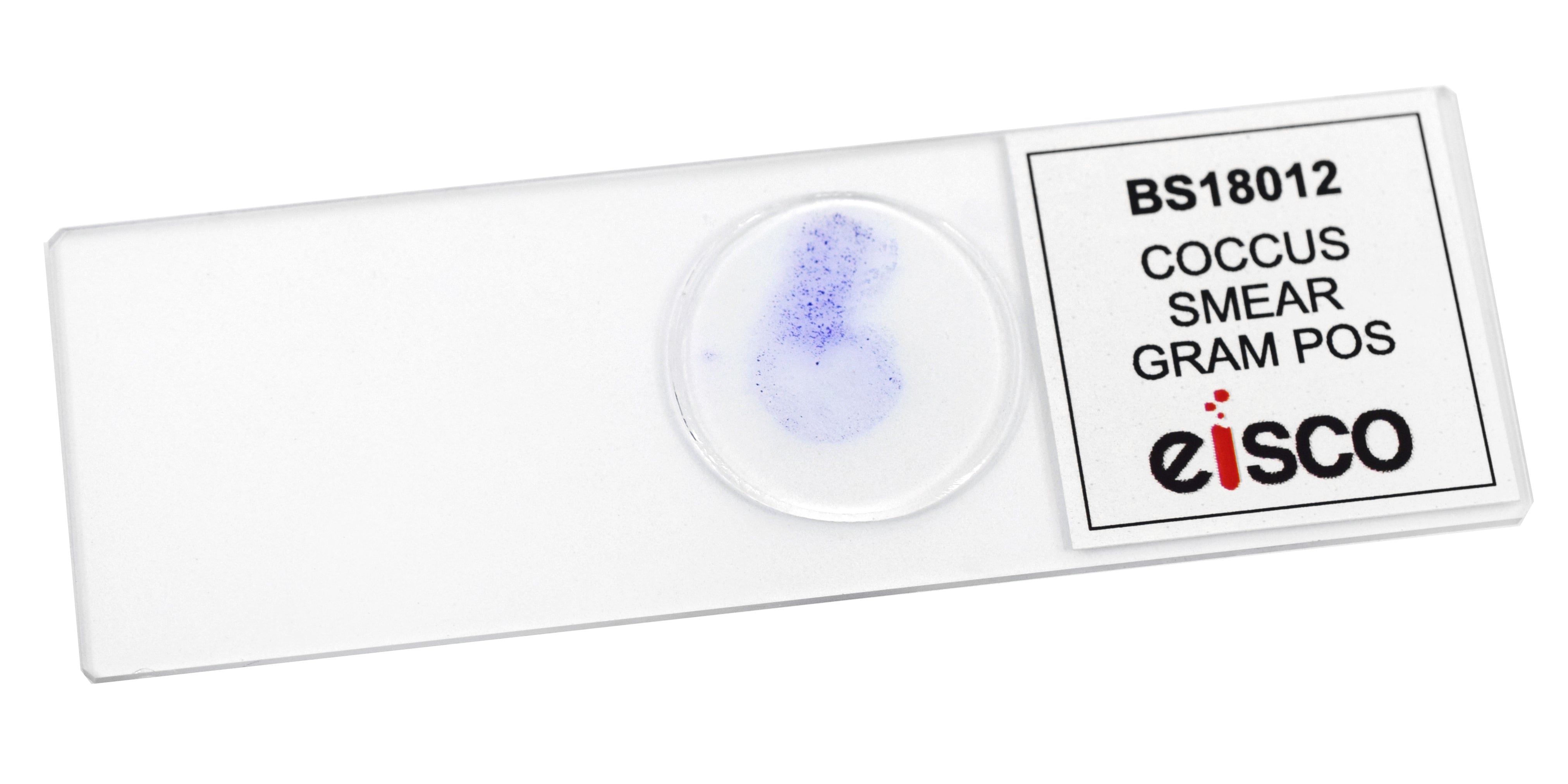 Coccus Smear Gram Positive Prepared Microscope Slide