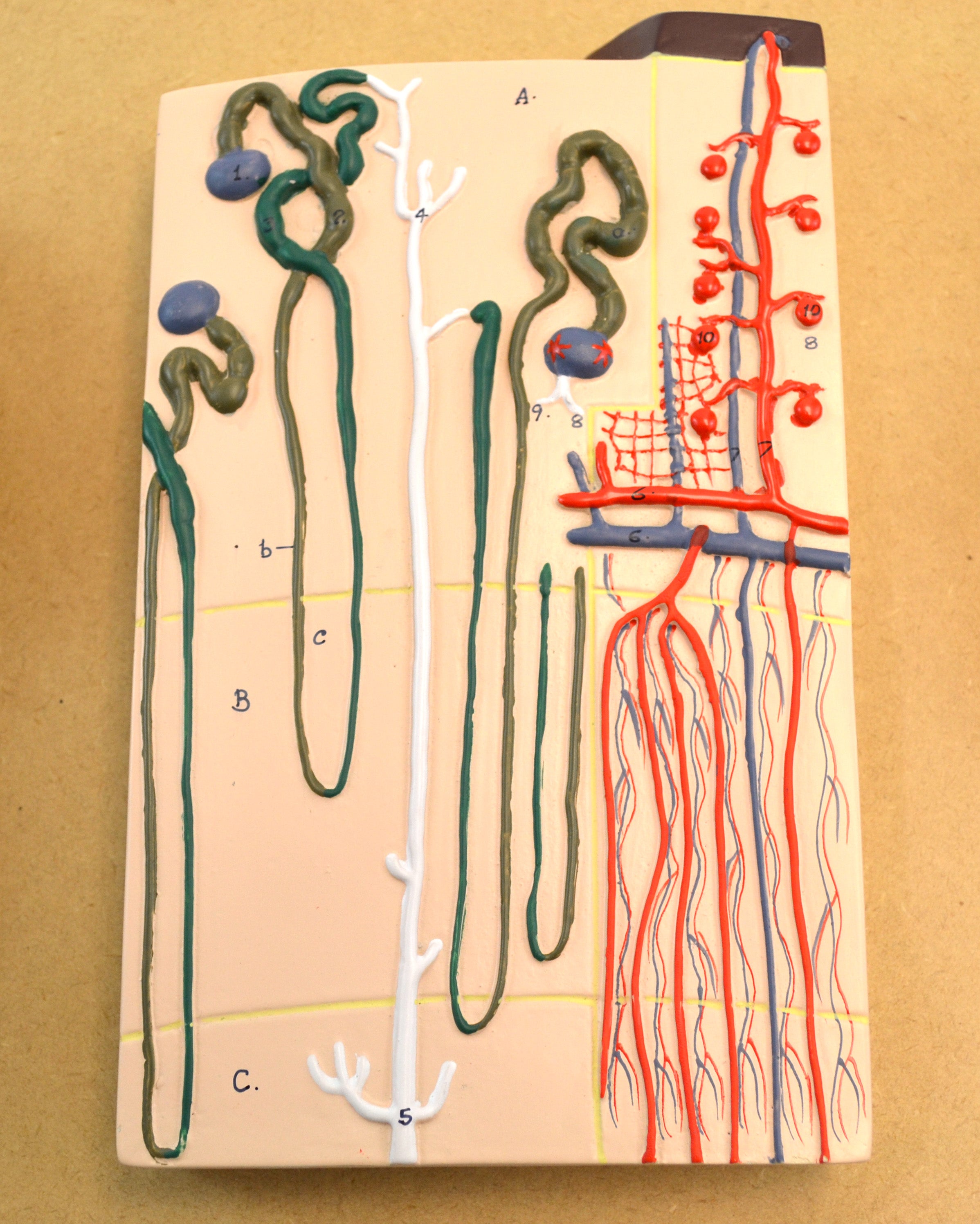 Human Kidney Section Model with Nephrons, Blood Vessels, and Glomerulus