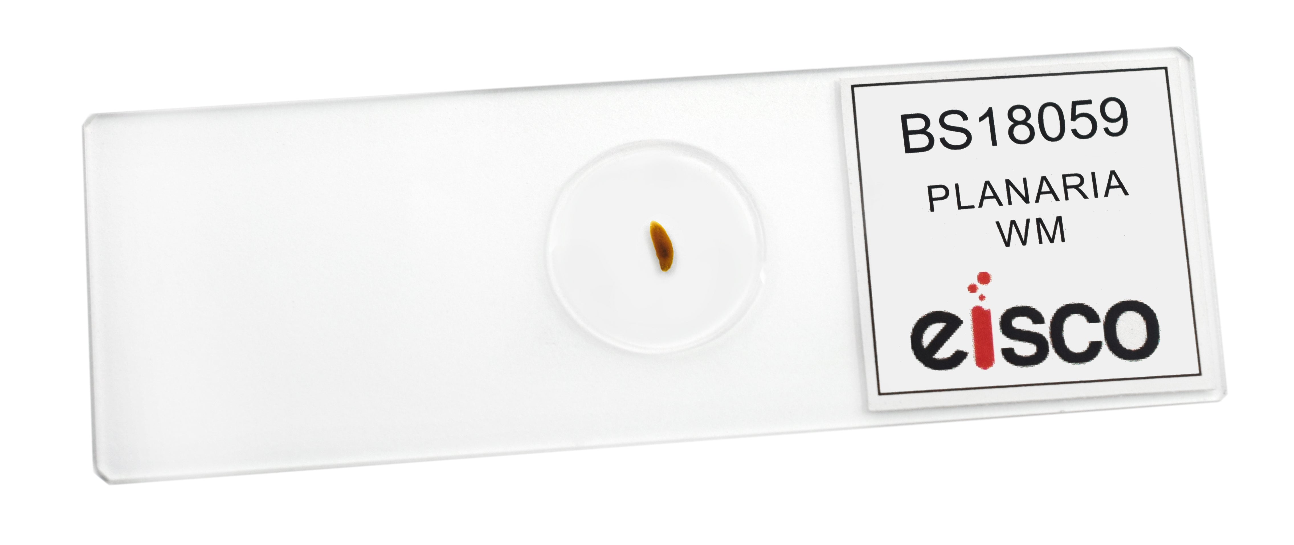Planaria Whole Mount Prepared Microscope Slide