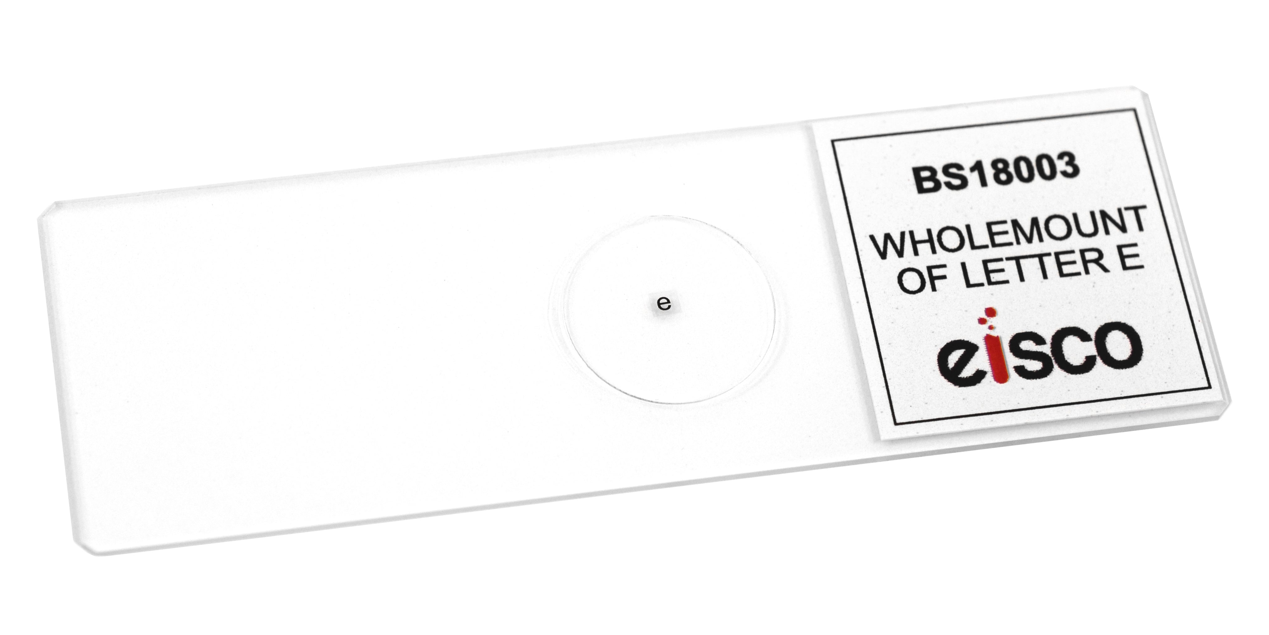 Letter 'e' Wholemount Prepared Microscope Slide