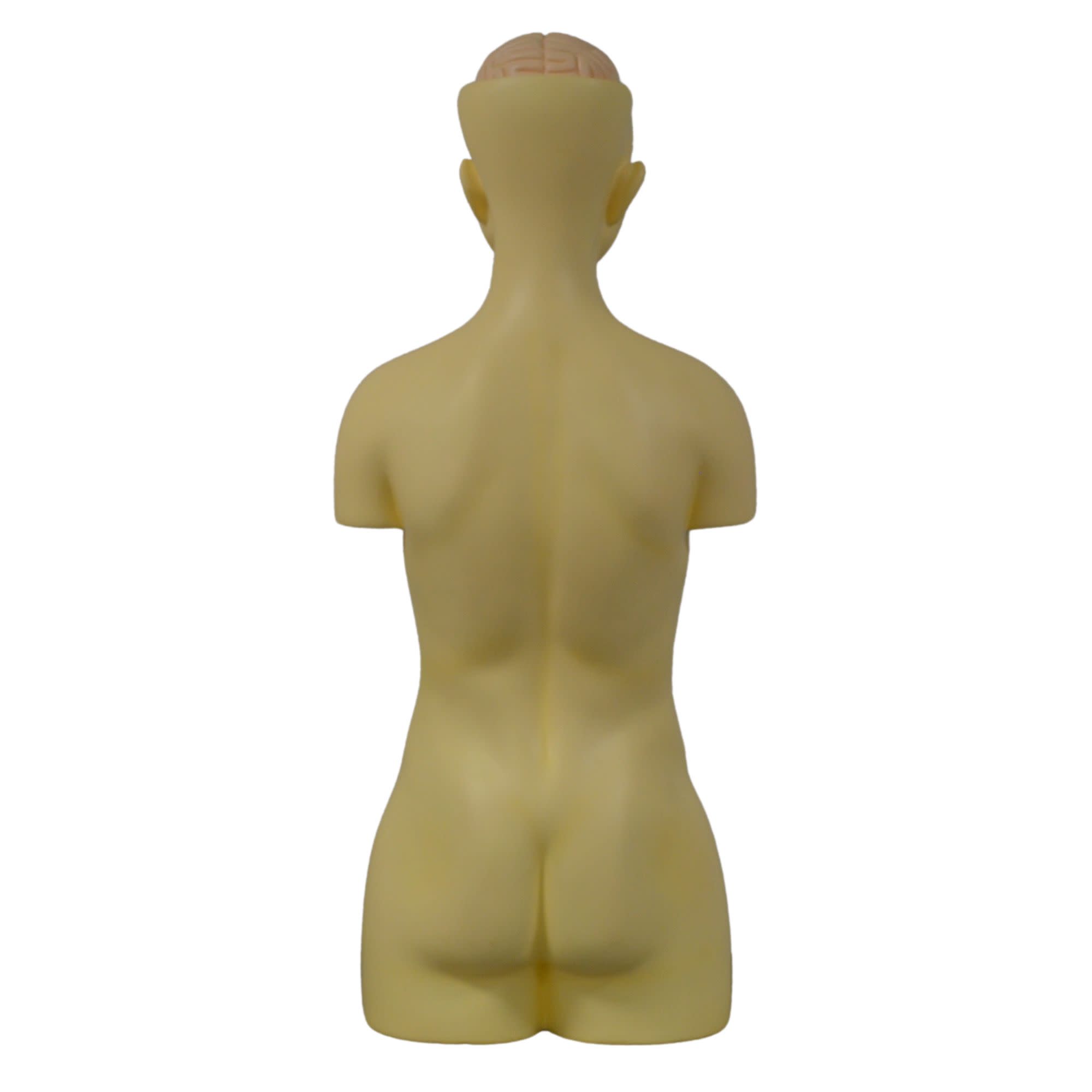 Human Torso Model with Head, 8-Part, 35" Tall, 149 Features