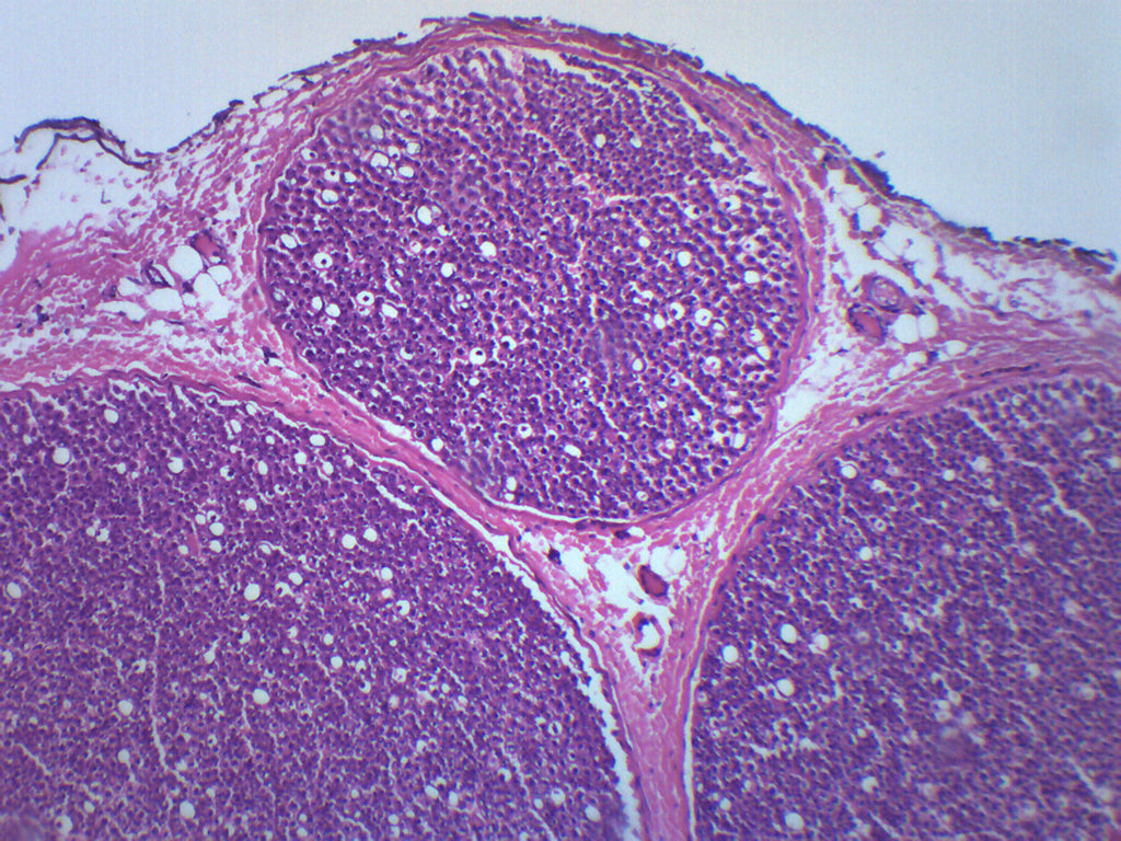 Peripheral Nerve Cross-Section Prepared Microscope Slide