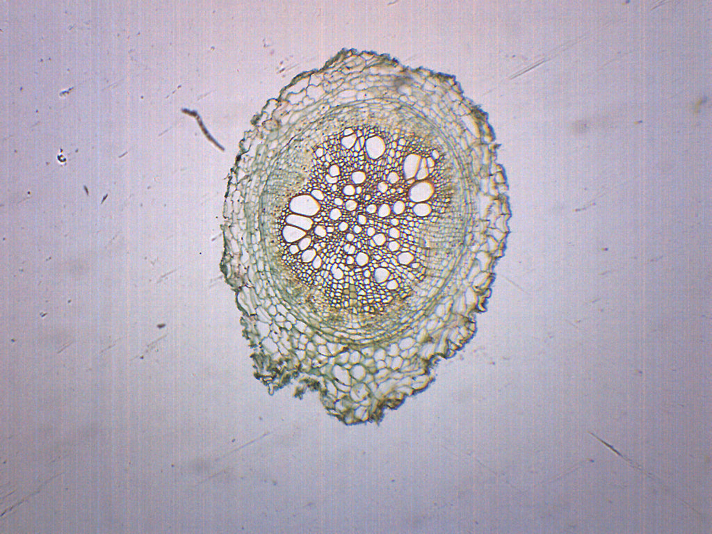 Monocot and Dicot Root Cross-Section Prepared Microscope Slide