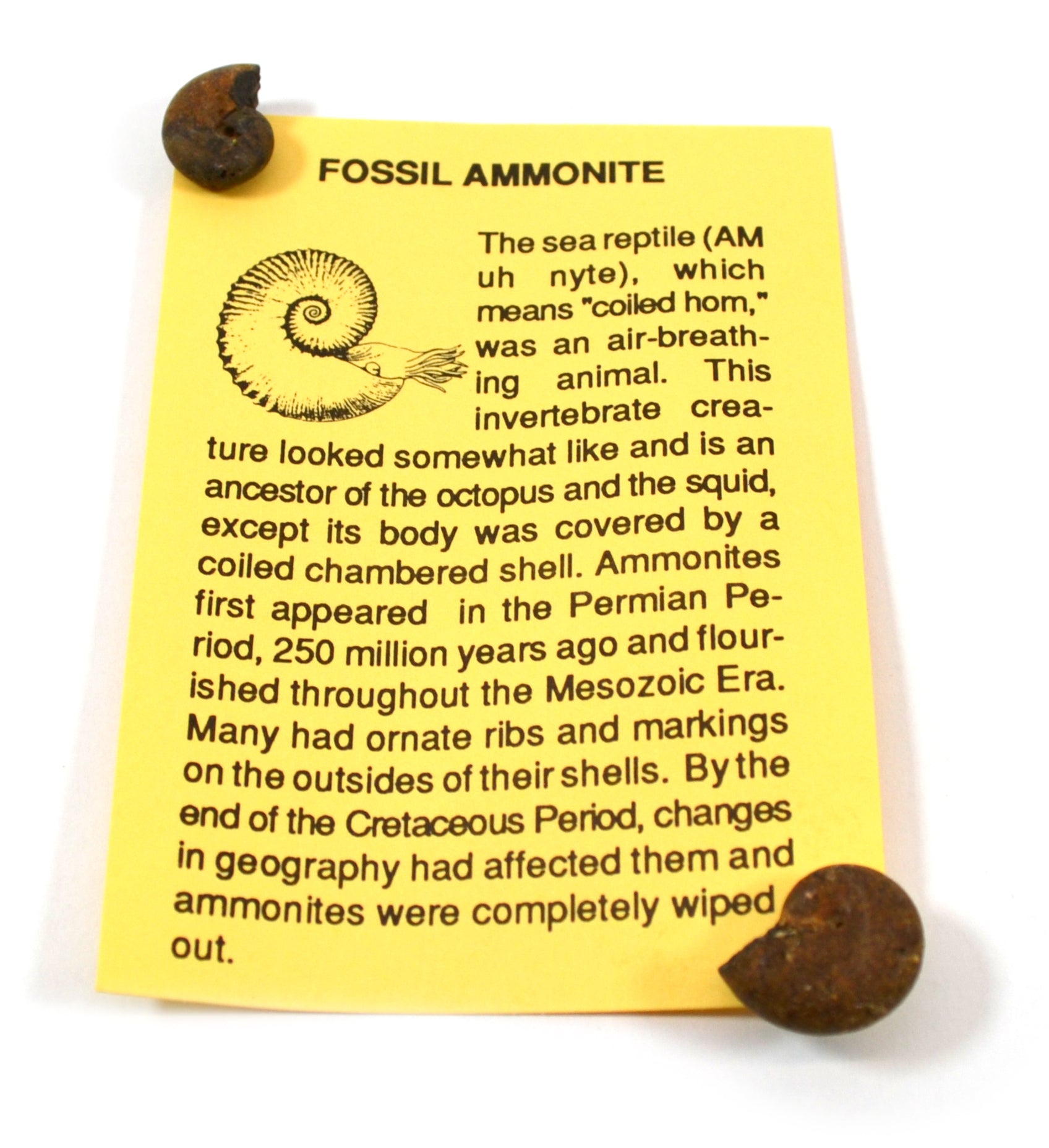 12-Piece Deluxe Authentic Fossil Collection with Information Cards