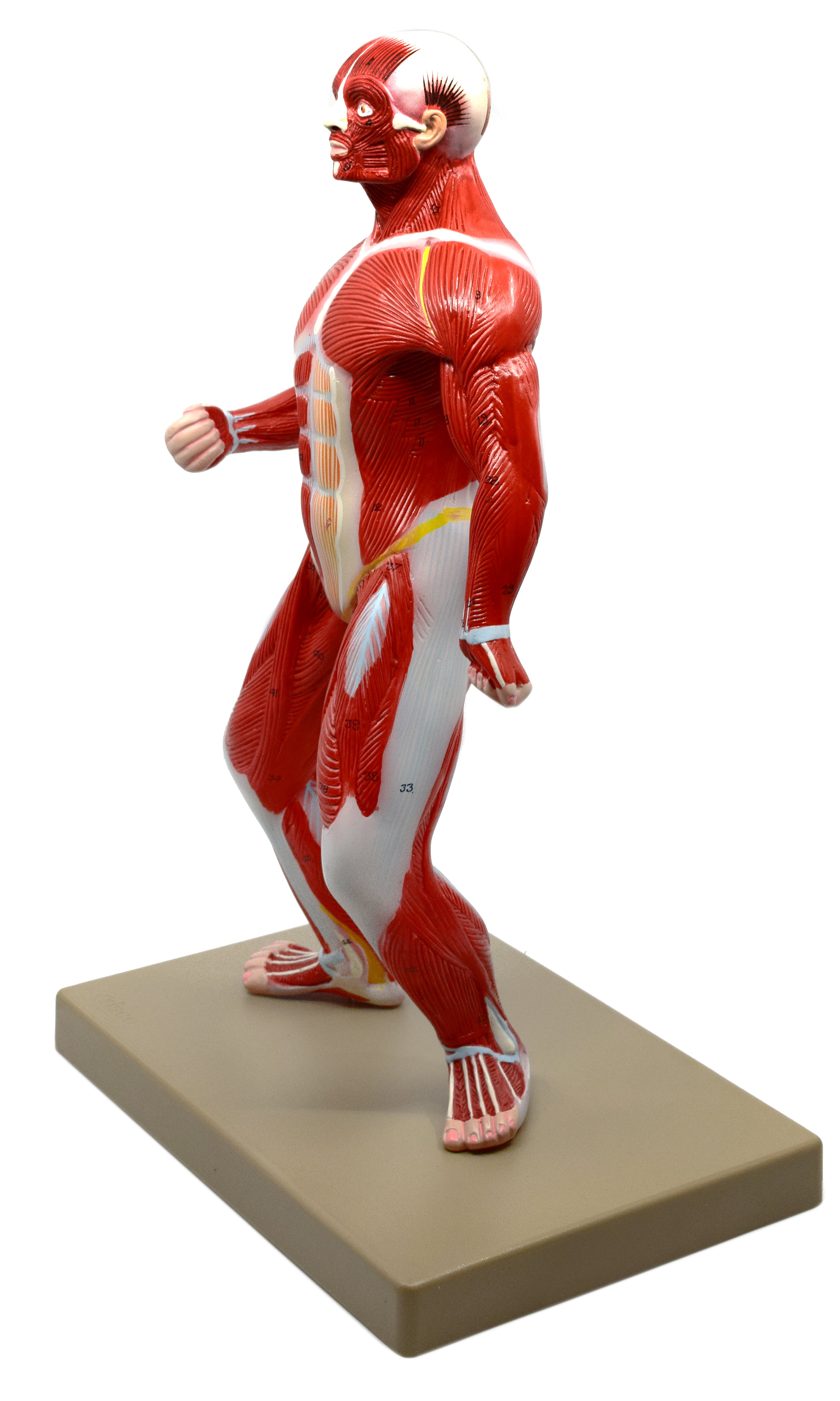 Human Muscular Body Anatomical Model, 1/4 Life Size, 18" Tall