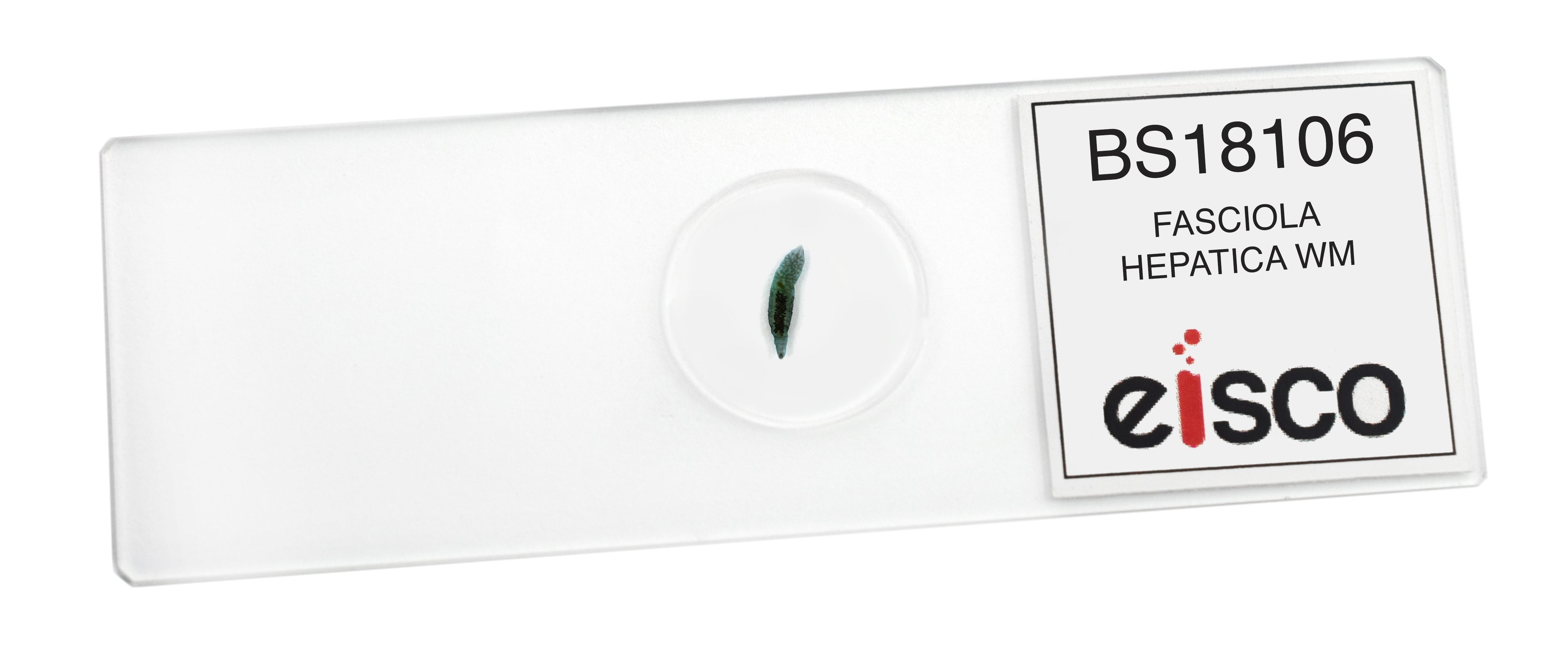 Fasciola Hepatica Wholemount Prepared Microscope Slide