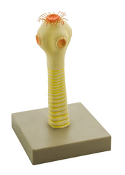Pork Tapeworm Head Anatomical Model