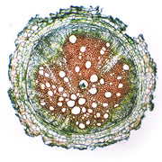 Herbaceous Roots Cross Section Prepared Microscope Slide