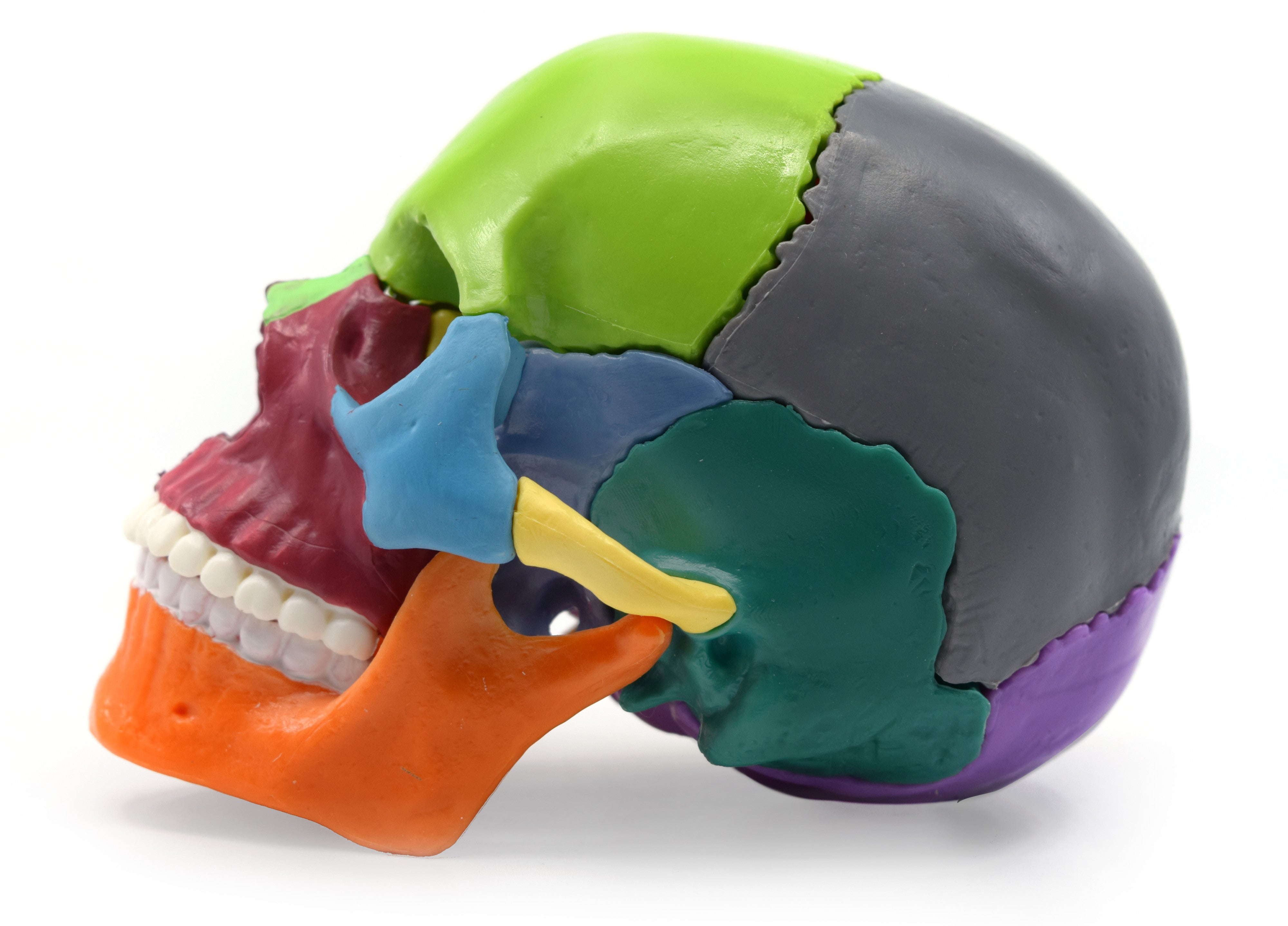 Didactic Miniature Skull Model, Painted Multi-Color, 15-Piece, 1/2 Natural Size