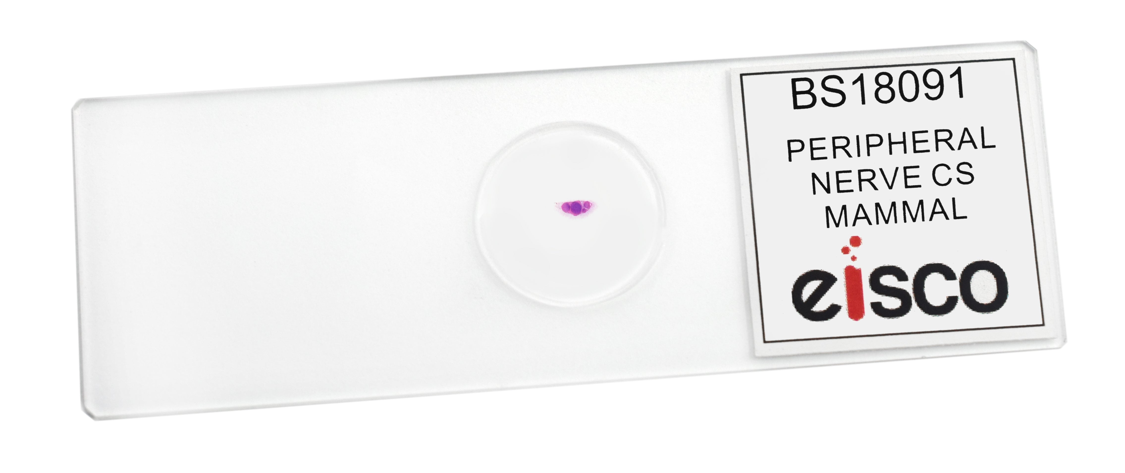 Peripheral Nerve (Mammal) Prepared Microscope Slide