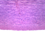 Smooth Muscle (Mammal) Cross and Longitudinal Section Prepared Microscope Slide