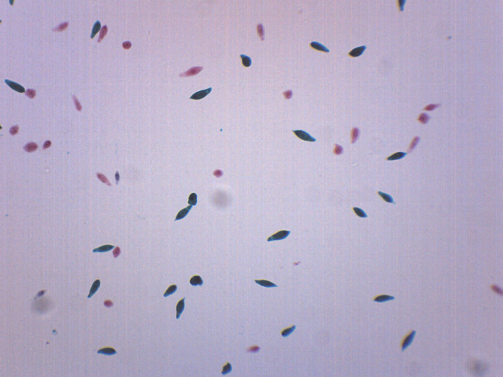 Euglena Viridis Wholemount Prepared Microscope Slide