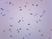 Euglena Viridis Wholemount Prepared Microscope Slide