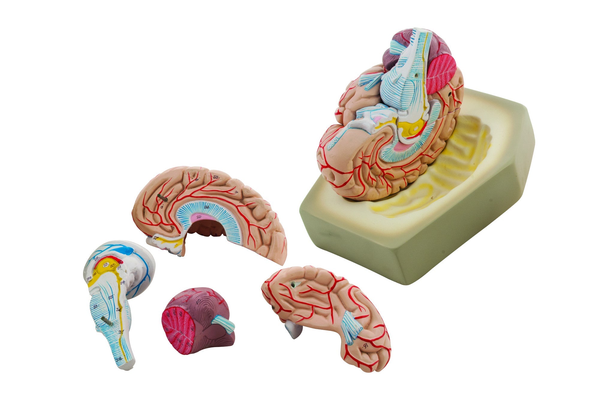 8-Part Human Brain Model
