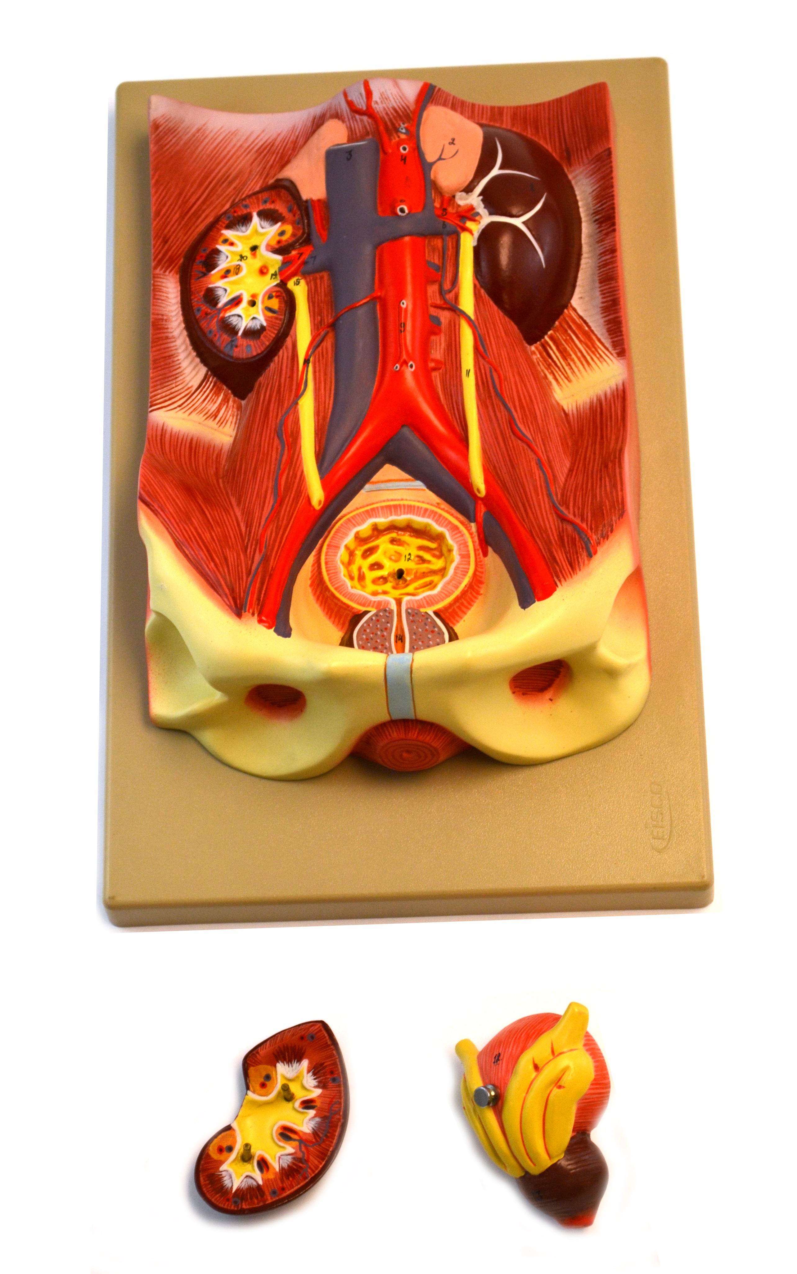 3-Part Human Urinary Organs Model
