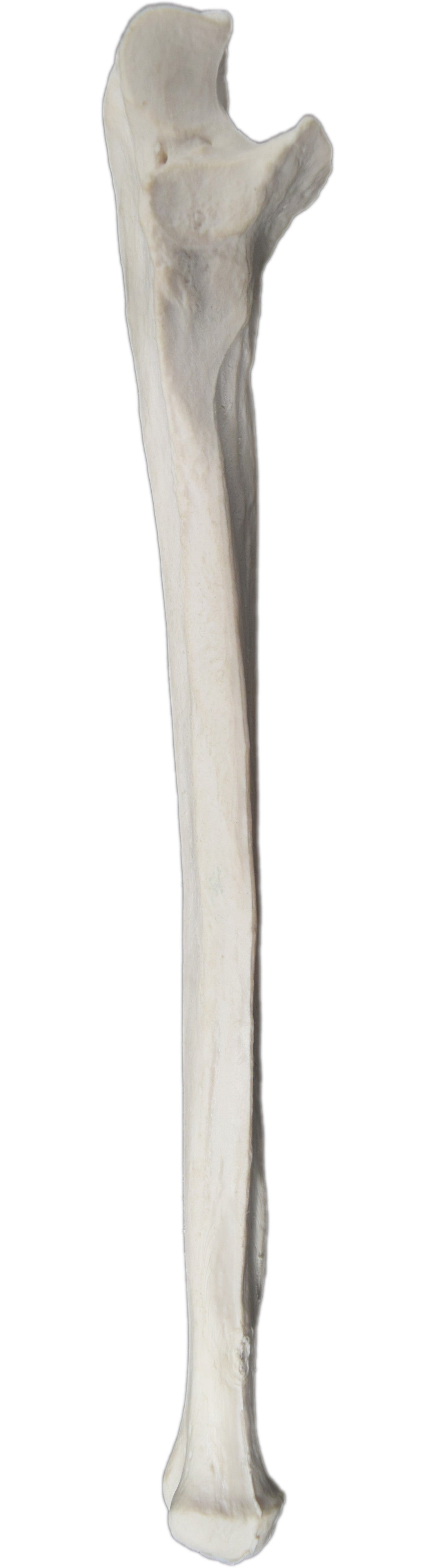 Right Ulna Bone Model