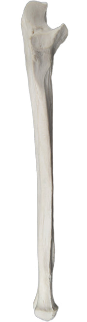 Right Ulna Bone Model