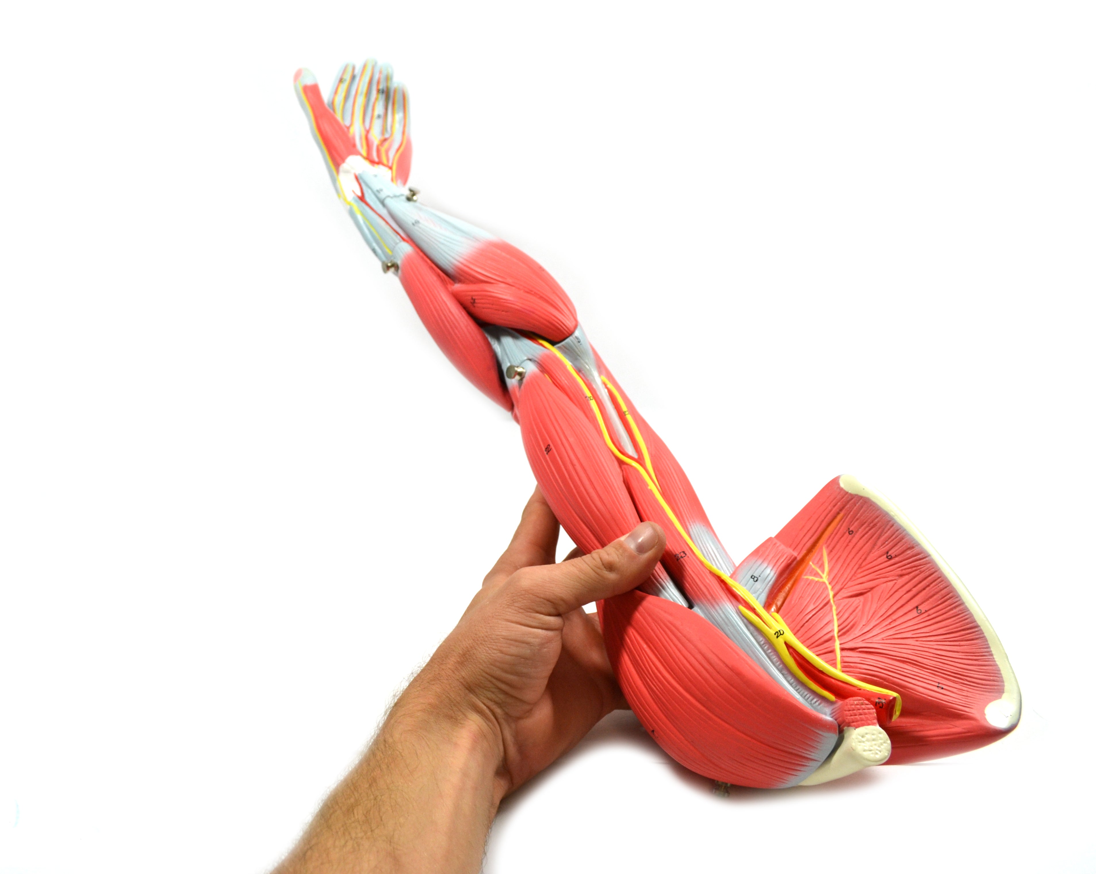 Child's Arm Model with Removable Muscles on Display Stand
