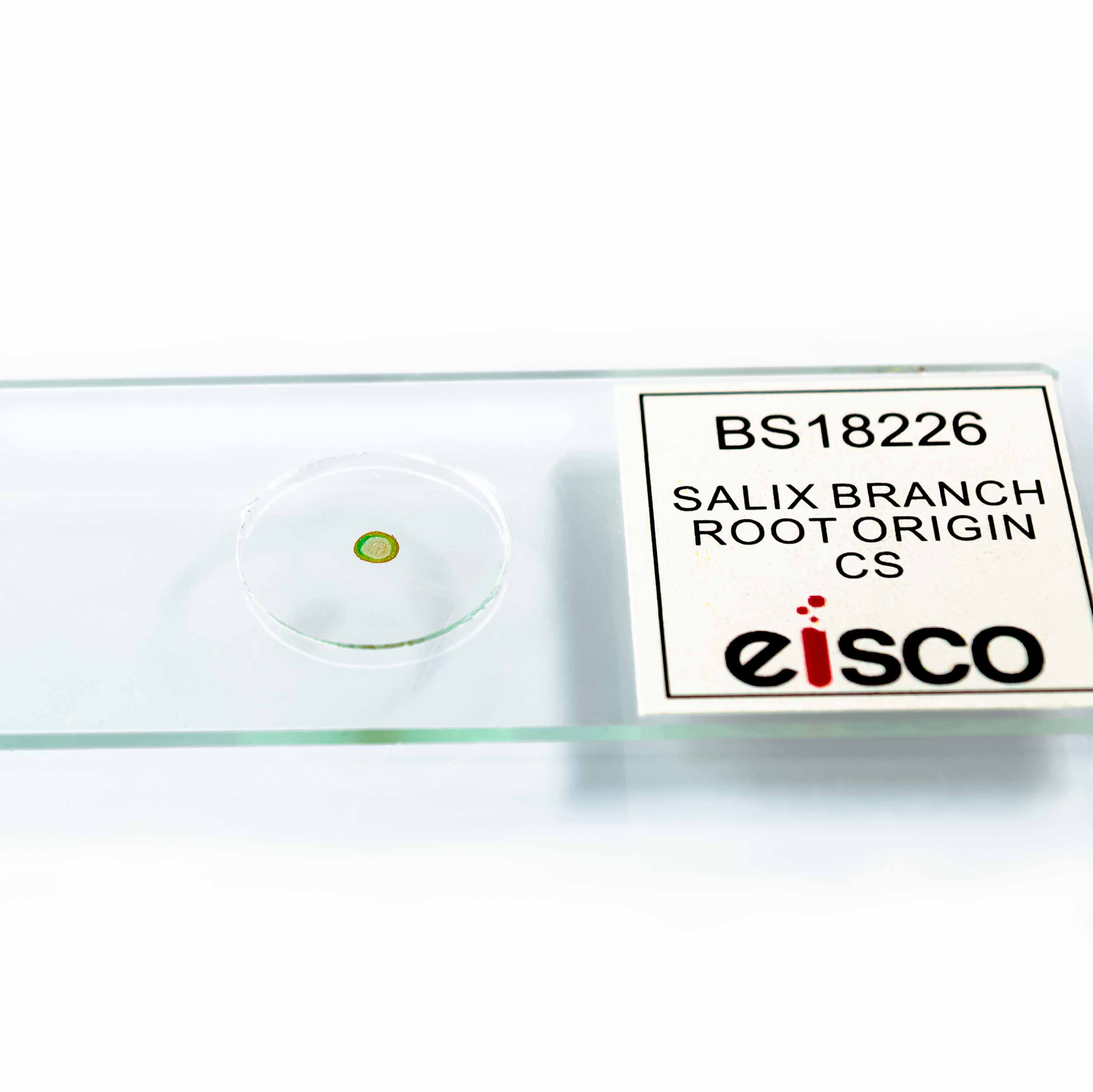 Salix Branch with Root Origin Cross-Section Prepared Microscope Slide