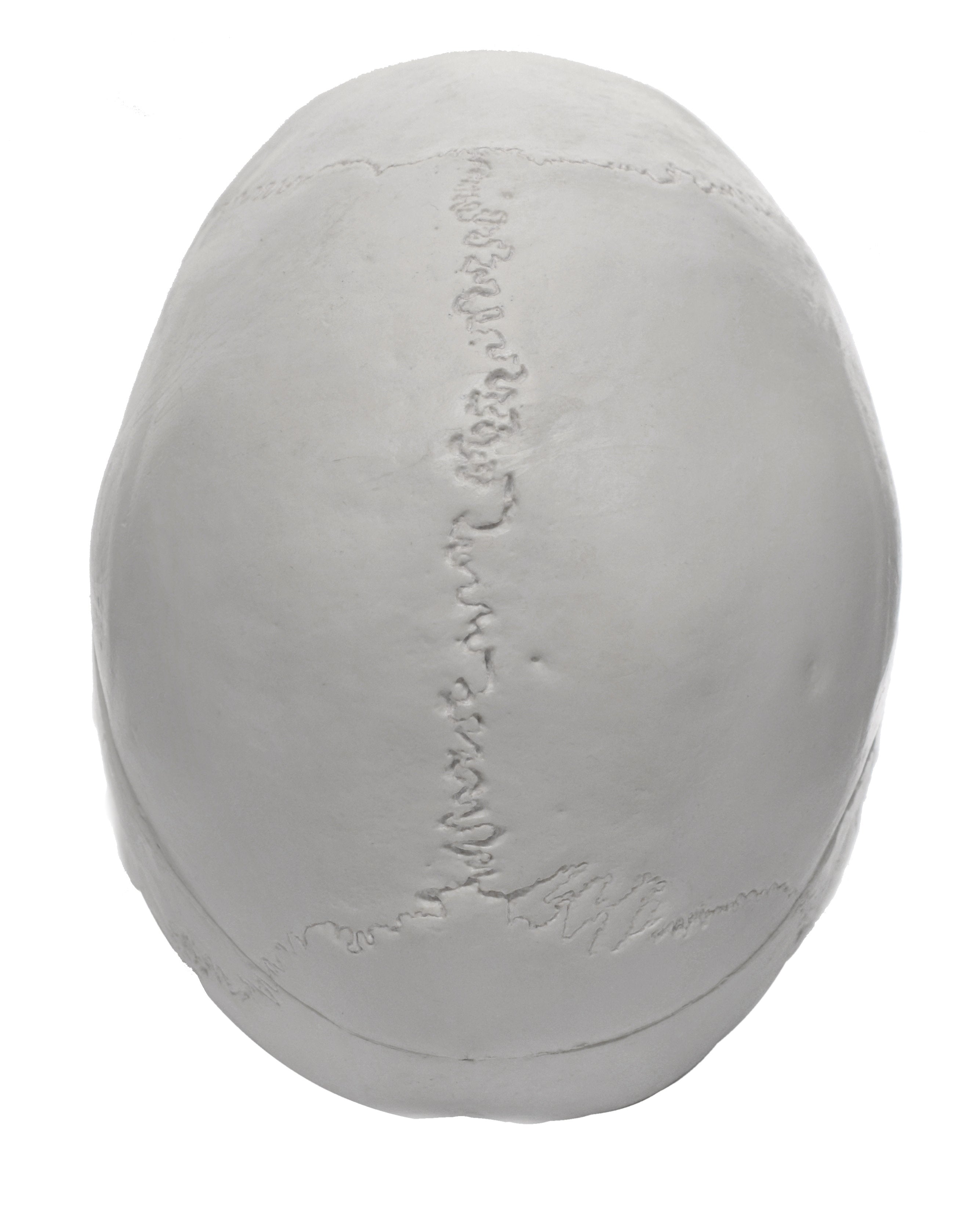 Medical Quality 3-Part Human Skull Model