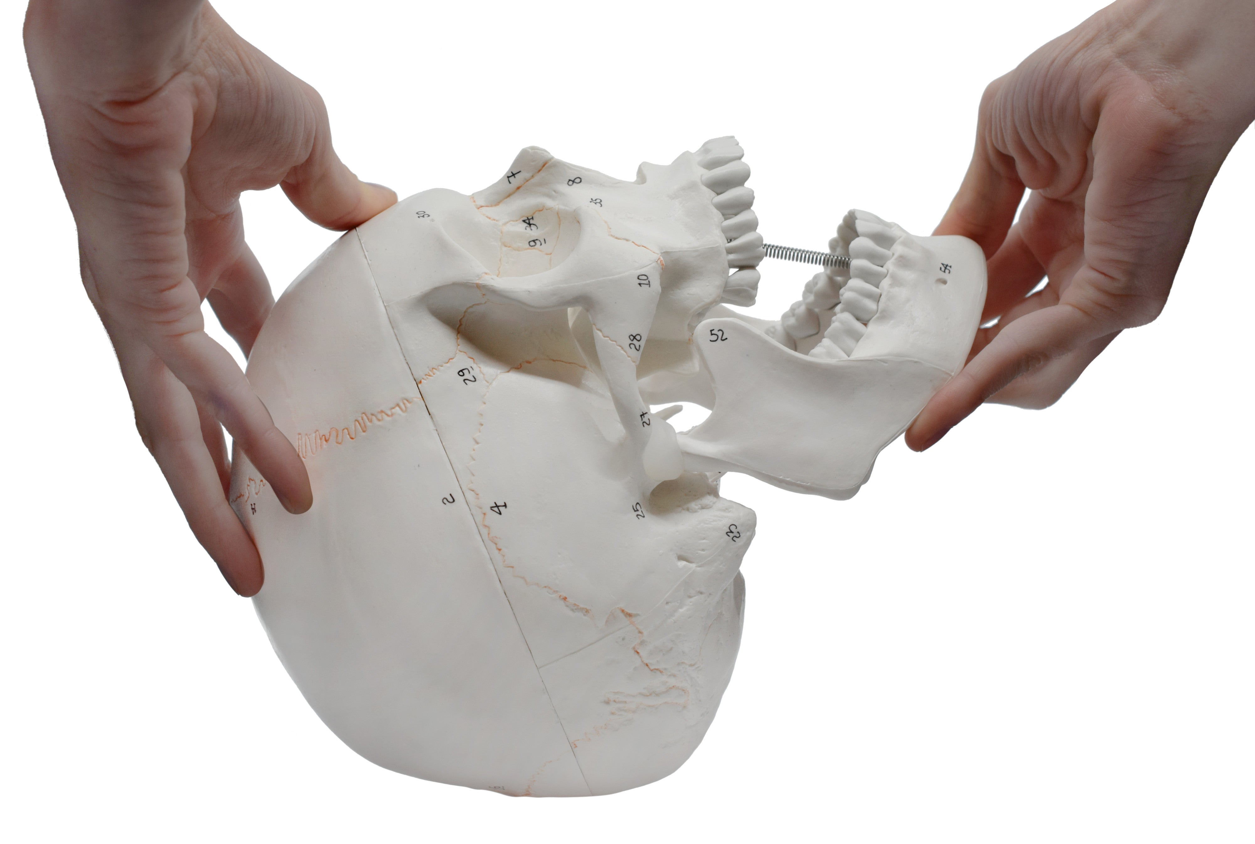 Numbered 3-Part Human Skull Model with Painted Sutures