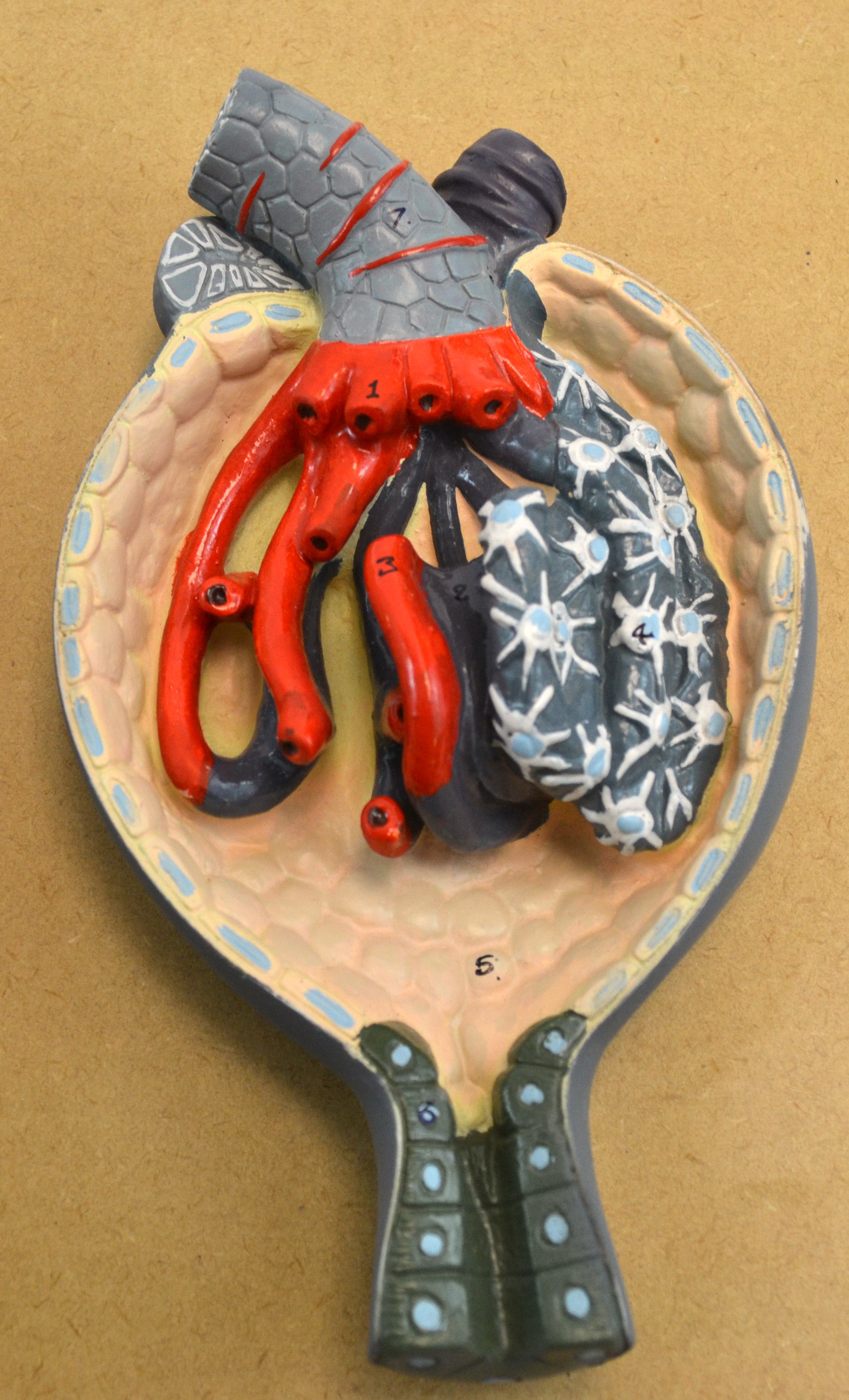 Human Kidney Section Model with Nephrons, Blood Vessels, and Glomerulus