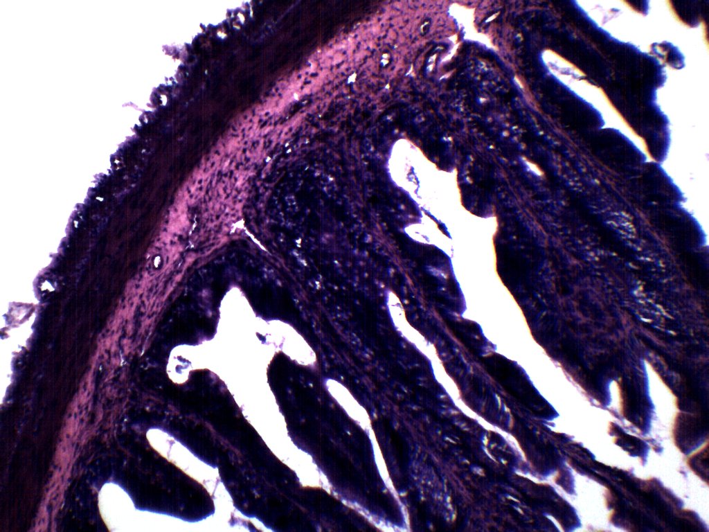 Frog Rectum Cross-Section Prepared Microscope Slide
