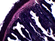 Frog Rectum Cross-Section Prepared Microscope Slide