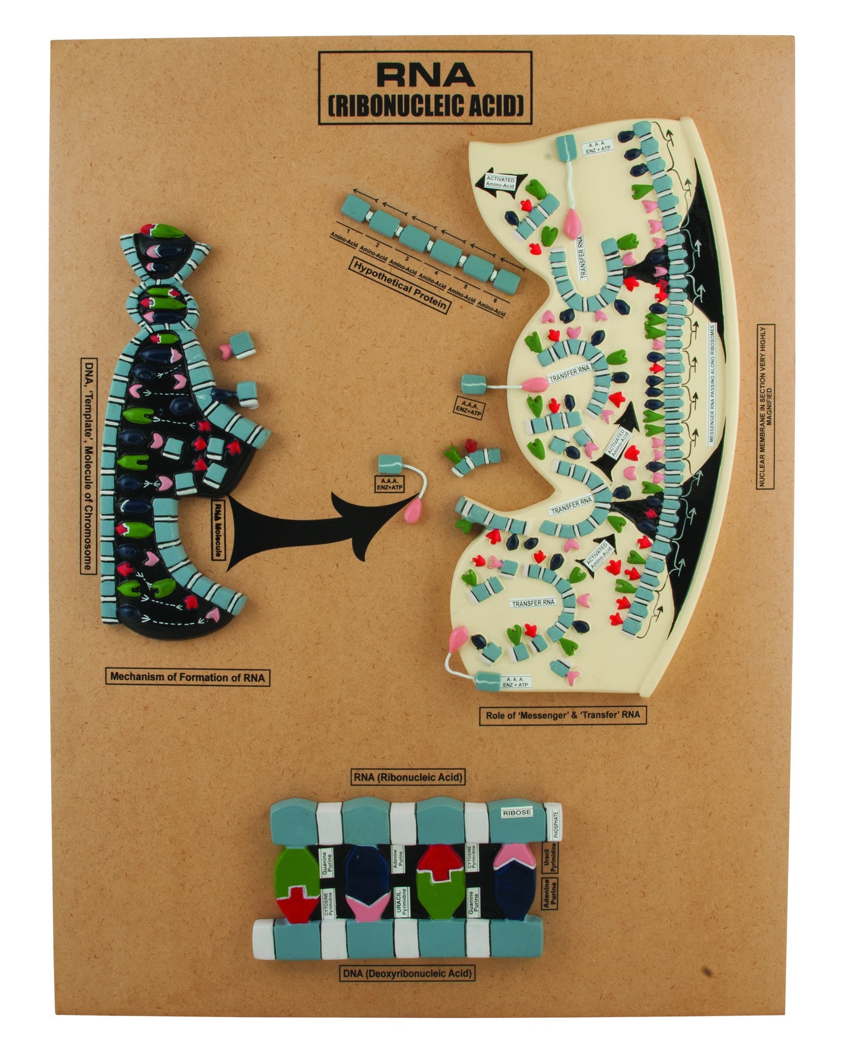 Rna Lab Sample RNA Structure Anatomical Model – The Lab Stockroom