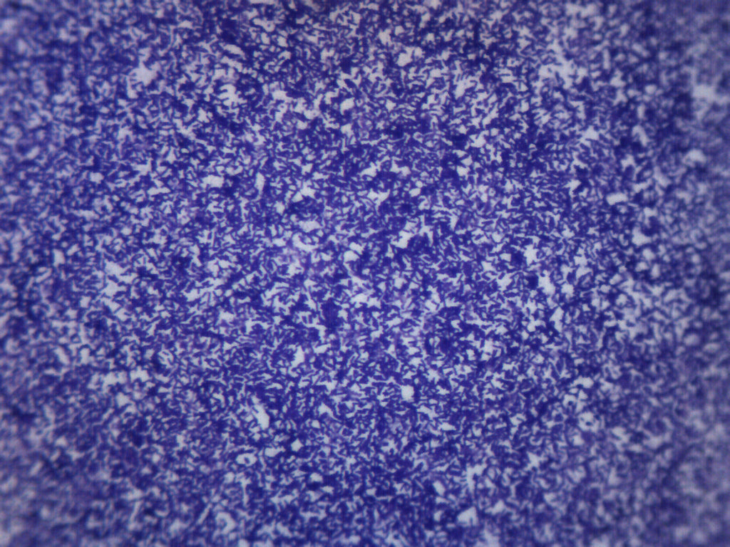Bacillus Culture Gram Positive and Negative Prepared Microscope Slide