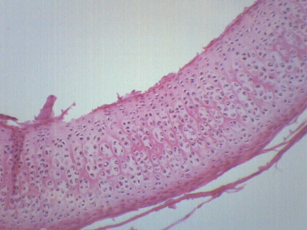 Hyaline Cartilage Tissue Section Prepared Microscope Slide
