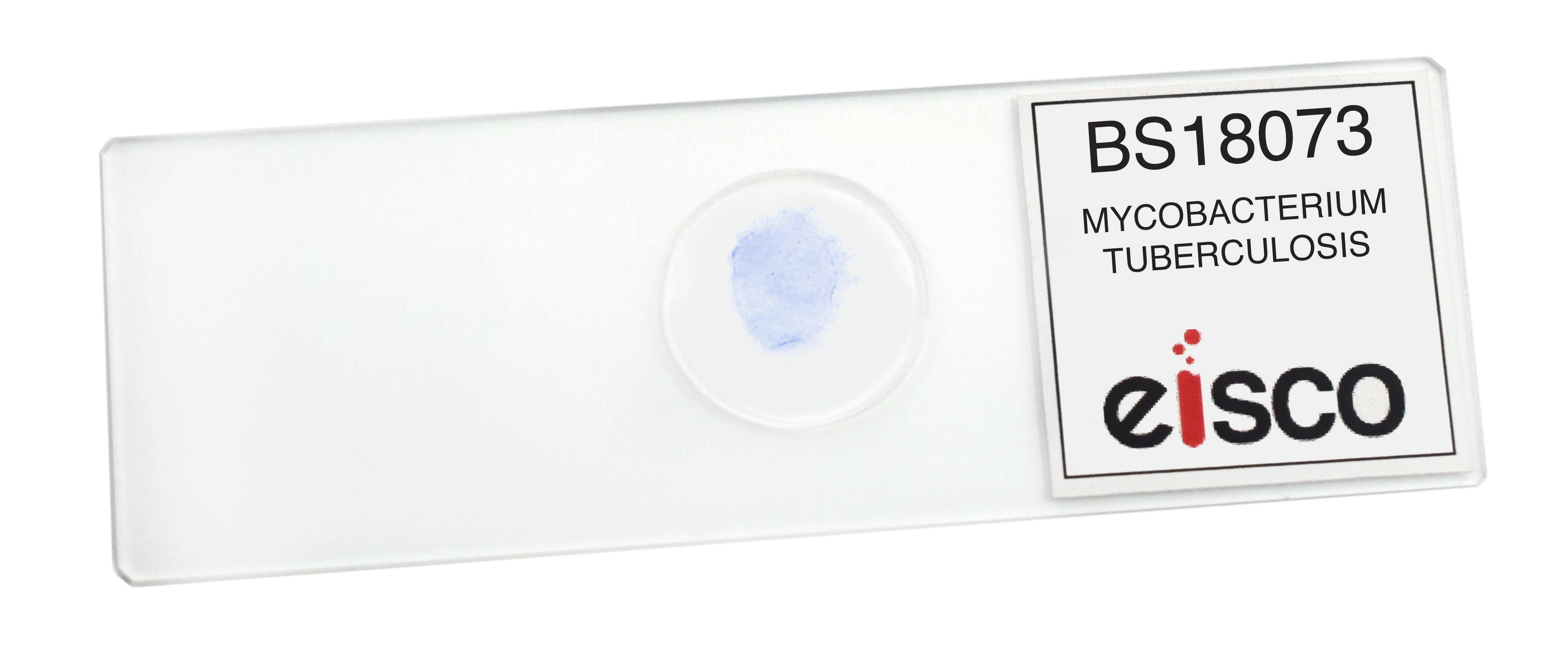 Mycobacterium Tuberculosis Wholemount Gram Positive Prepared Microscope Slide