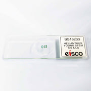Helianthus Young Stem Cross and Longitudinal Section Prepared Microscope Slide