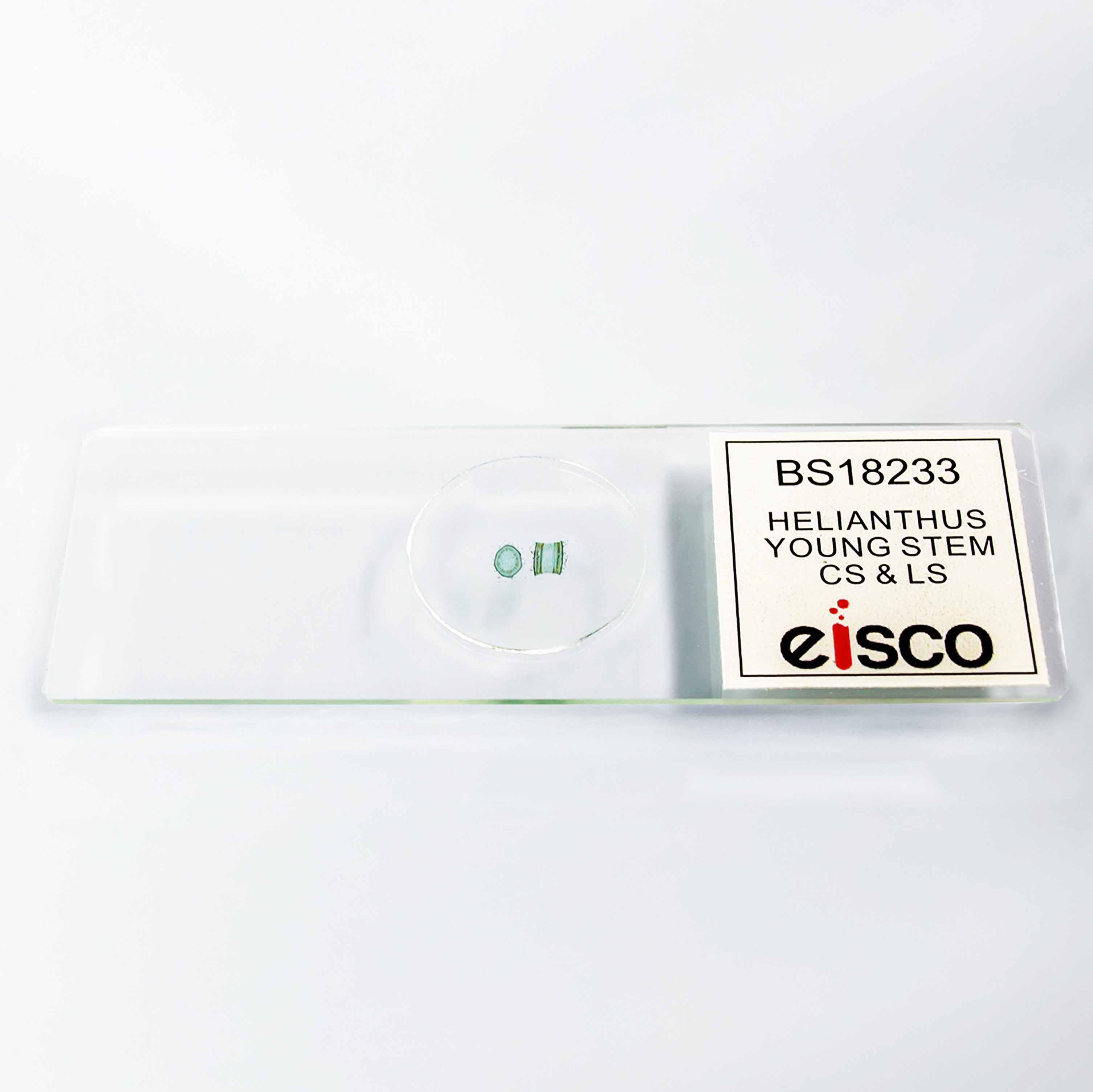 Helianthus Young Stem Cross and Longitudinal Section Prepared Microscope Slide