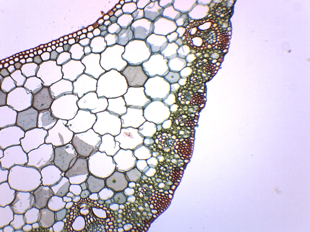 Monocot and Dicot Leaf Composite Cross-Section Prepared Microscope Slide