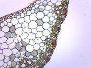 Monocot and Dicot Leaf Composite Cross-Section Prepared Microscope Slide